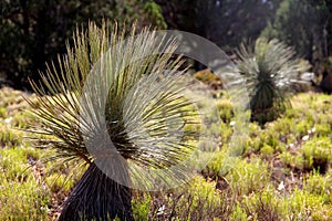 Dasylirion Wheeleri common sotol green plant photo