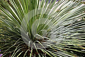 Dasylirion wheeleri. Desert Mexican plant with spiked long leaves photo