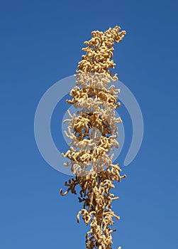 Dasylirion wheeleri flower stem against blue sky photo