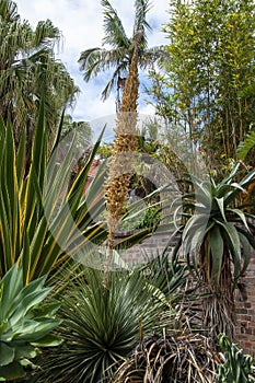 Dasylirion wheeleri with flower stem in cactus garden
