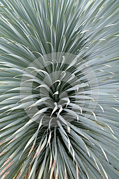 Dasylirion wheeleri S Watson ex Rothr ( Asparagaceae ) close up photo