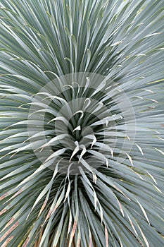 Dasylirion wheeleri S Watson ex Rothr ( Asparagaceae ) close up photo photo