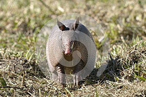 Dasypus novemcinctus, nine-banded armadillo