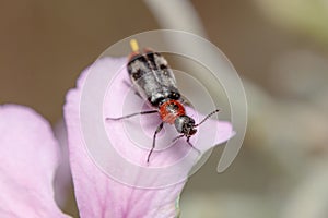 Dasytes terminalis beetle posed on a flower under the sun