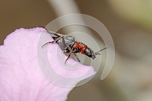 Dasytes terminalis beetle posed on a flower under the sun