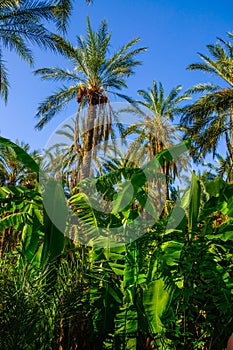 Date and banana Palms in jungles in Tamerza oasis, Sahara Desert, Tunisia, Africa, HDR