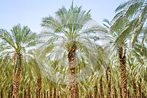 Date figs palm forest or plantation orchard