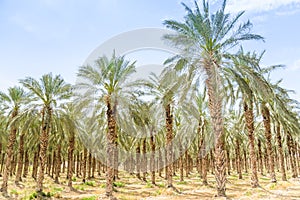 Date figs palms orchard in Middle East desert