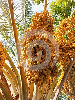 Date fruit bunch clusters hanging on date palm tree datefruit bunches bouquet de dattes, fecha de la fruta, image, photo.