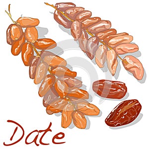Date fruit dry. Vector illustration
