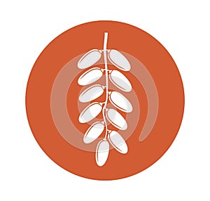 Date fruit logo. Isolated date fruit on white background