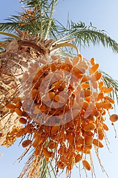 date fruit tree