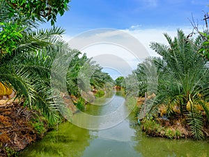 Date fruits palm tree plantation with irrigation canel in Thailand