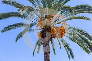 Date fruits sagging from the top od a palm tree