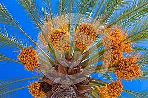 Date fruits sagging from the top od a palm tree