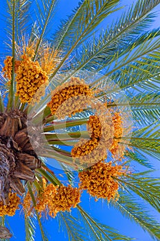 Date fruits sagging from the top od a palm tree