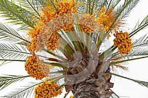 Date fruits sagging from the top od a palm tree