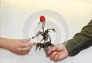 Date of a girl and a guy, a guy gives a flower, a gift. Romance, love