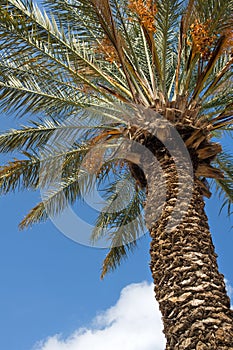 Date palm