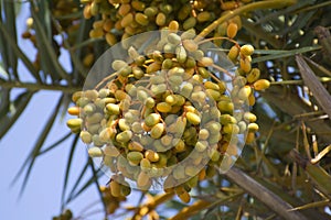 Date Palm