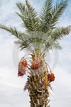 Date palm