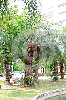 Date palm