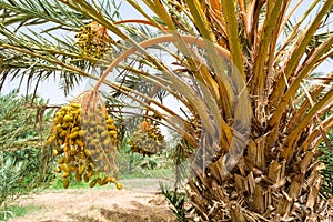 Date palm