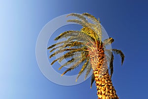 Date palm