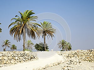 Date Palm