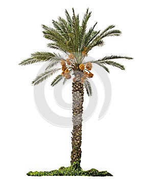 Date palm