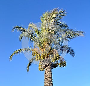 Date palm against the background of a bright blue sky macro