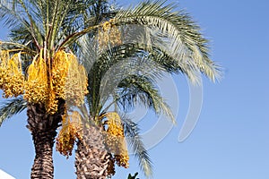 Date palm on the background of blue sky. Date palm tree on a blue sky background on a sunny day