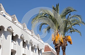 Date palm on the background of blue sky and white house