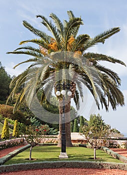 Date palm in Bahai Garden in Haifa