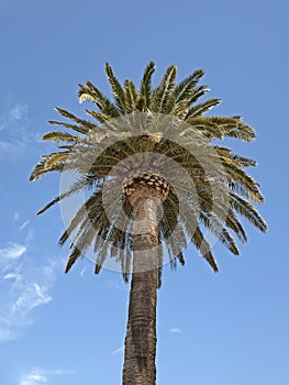 Date palm, Canary Islands Date Palm from Sardinia, Europe