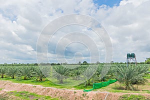 Date Palm, Dates, Palmaceae plant field in the garden plant field in Thailand photo