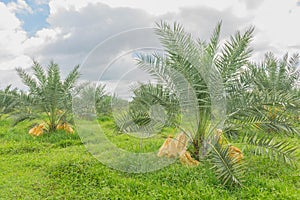 Date Palm, Dates, Palmaceae plant field in the garden plant field in Thailand