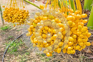 Date Palm, Dates, Palmaceae plant fruits in the garden plant field in Thailand