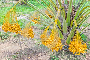 Date Palm, Dates, Palmaceae plant fruits in the garden plant field in Thailand photo