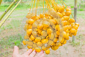 Date Palm, Dates, Palmaceae plant fruits in the garden plant field in Thailand