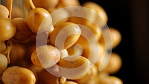 Date Palm, Dates Phoenix dactylifera on dark background