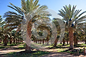 Date palm farm