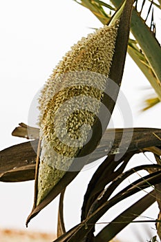 Date palm flower