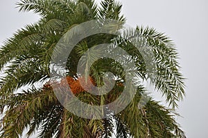 Date palm fruit and tree in india