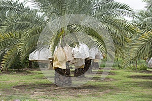 Date palm fruit. wrapped with fruit wrapping pape