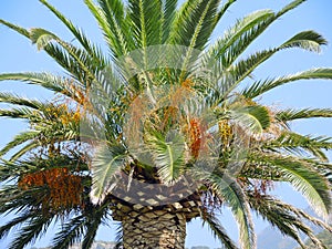 Date palm with fruits