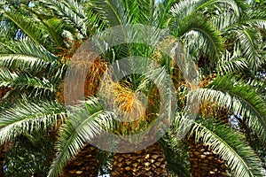 Date palm with fruits