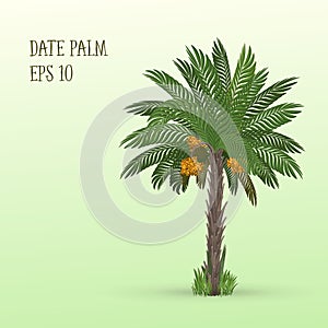 Date palm with fruits