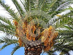 Date palm with fruits