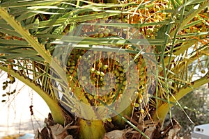 Date palm fruits ripen on the tree